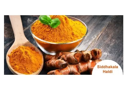 SAI999 Making Occasions Special- Natural Siddhkala Tilak Powder Yellow - 100 Gm Jar * Pack Of 1)